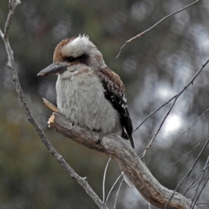 Dacelo novaeguineae at Fyshwick, ACT - 16 Jul 2018