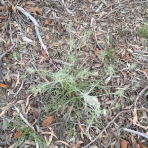 Eryngium ovinum at Michelago, NSW - 27 Nov 2016