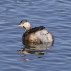 Tachybaptus novaehollandiae (Australasian Grebe) at West Belconnen Pond - 13 Jul 2018 by Alison Milton