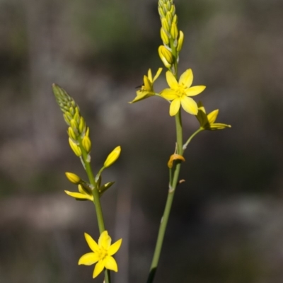 Bulbine glauca (Rock Lily) at Michelago, NSW - 30 Oct 2009 by Illilanga