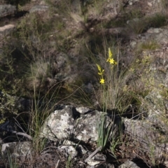 Bulbine glauca at Michelago, NSW - 31 Oct 2009