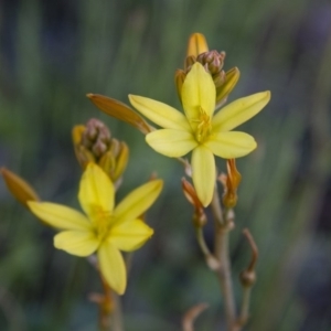 Bulbine bulbosa at Michelago, NSW - 22 Oct 2012