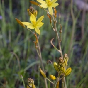 Bulbine bulbosa at Michelago, NSW - 22 Oct 2012