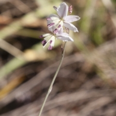 Arthropodium milleflorum (Vanilla Lily) at Michelago, NSW - 5 Jan 2015 by Illilanga