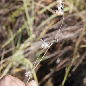 Arthropodium milleflorum at Michelago, NSW - 5 Jan 2015 08:44 AM