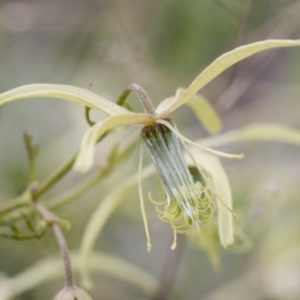 Clematis leptophylla at Illilanga & Baroona - 27 Sep 2010