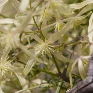 Clematis leptophylla at Illilanga & Baroona - 27 Sep 2010