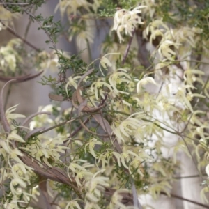 Clematis leptophylla at Illilanga & Baroona - 27 Sep 2010