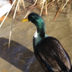 Anas platyrhynchos (Mallard (Domestic Type)) at West Belconnen Pond - 13 Jul 2018 by AlisonMilton