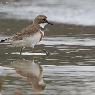 Anarhynchus bicinctus (Double-banded Plover) at Cunjurong Point, NSW - 24 Aug 2015 by CharlesDove