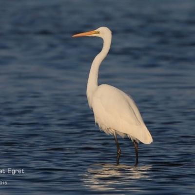 Ardea alba (Great Egret) at Burrill Lake, NSW - 25 Aug 2015 by CharlesDove