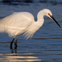 Egretta garzetta at Burrill Lake, NSW - 20 Aug 2015 12:00 AM