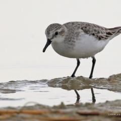 Calidris ruficollis (Red-necked Stint) at Cunjurong Point, NSW - 22 Aug 2015 by Charles Dove