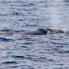Eubalaena australis (Southern Right Whale) at Ulladulla, NSW - 19 Aug 2015 by Charles Dove