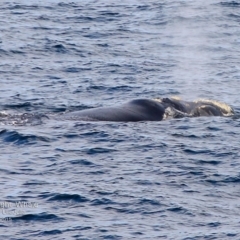Eubalaena australis (Southern Right Whale) at Ulladulla, NSW - 20 Aug 2015 by CharlesDove