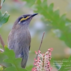 Caligavis chrysops (Yellow-faced Honeyeater) at Bendalong, NSW - 22 Aug 2015 by Charles Dove
