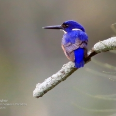 Ceyx azureus (Azure Kingfisher) at Conjola, NSW - 15 Aug 2015 by CharlesDove