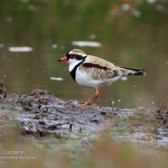 Charadrius melanops (Black-fronted Dotterel) at Lake Conjola, NSW - 14 Aug 2015 by Charles Dove