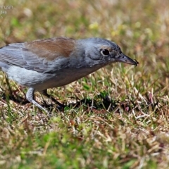 Colluricincla harmonica (Grey Shrikethrush) at Burrill Lake, NSW - 14 Aug 2015 by CharlesDove