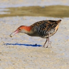 Lewinia pectoralis (Lewin's Rail) at Burrill Lake, NSW - 14 Aug 2015 by CharlesDove