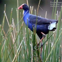 Porphyrio melanotus (Australasian Swamphen) at Conjola, NSW - 15 Aug 2015 by CharlesDove