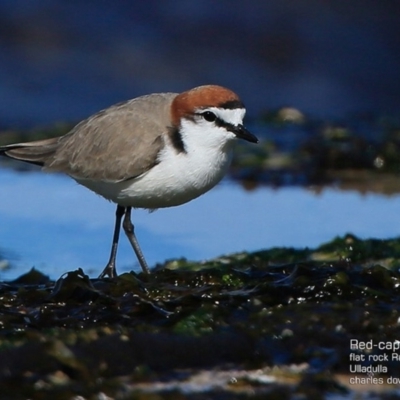 Anarhynchus ruficapillus (Red-capped Plover) at South Pacific Heathland Reserve - 13 Aug 2015 by Charles Dove