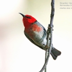 Myzomela sanguinolenta (Scarlet Honeyeater) at Narrawallee, NSW - 14 Aug 2015 by Charles Dove