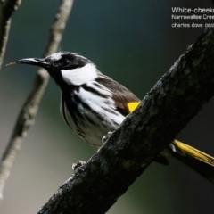 Phylidonyris niger (White-cheeked Honeyeater) at Narrawallee, NSW - 16 Aug 2015 by CharlesDove