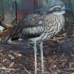 Burhinus grallarius (Bush Stone-curlew) at National Zoo and Aquarium - 3 Jun 2015 by michaelb