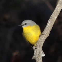 Eopsaltria australis (Eastern Yellow Robin) at Tharwa, ACT - 4 Jul 2018 by michaelb