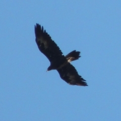 Aquila audax (Wedge-tailed Eagle) at Gigerline Nature Reserve - 3 Jul 2018 by michaelb