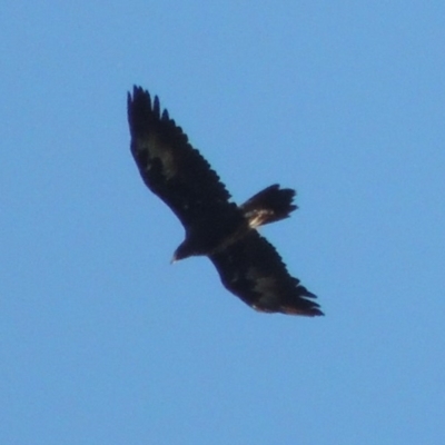 Aquila audax (Wedge-tailed Eagle) at Gigerline Nature Reserve - 4 Jul 2018 by MichaelBedingfield