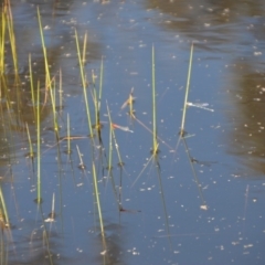 Xanthagrion erythroneurum at Wamboin, NSW - 28 Feb 2018