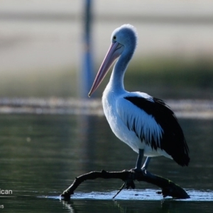Pelecanus conspicillatus at Burrill Lake, NSW - 9 Aug 2015 12:00 AM