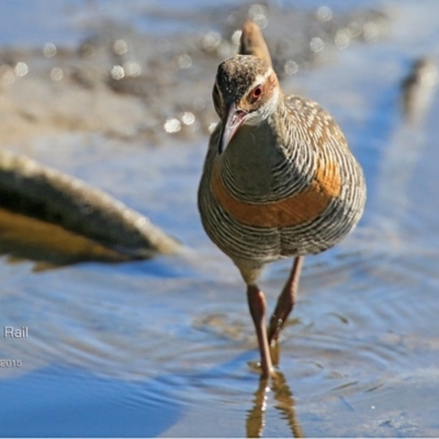 Gallirallus philippensis (Buff-banded Rail) at Burrill Lake, NSW - 8 Aug 2015 by Charles Dove