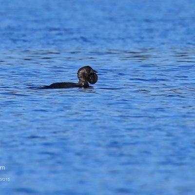 Biziura lobata (Musk Duck) at Meroo National Park - 7 Aug 2015 by CharlesDove