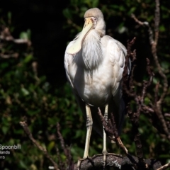 Platalea flavipes (Yellow-billed Spoonbill) at Undefined - 7 Aug 2017 by Charles Dove