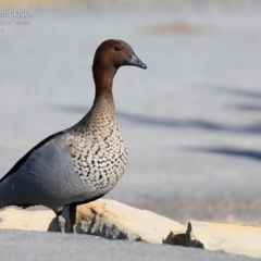 Chenonetta jubata (Australian Wood Duck) at Kioloa, NSW - 27 Jul 2015 by Charles Dove