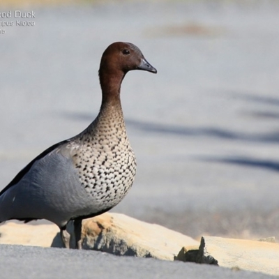 Chenonetta jubata (Australian Wood Duck) at Kioloa, NSW - 28 Jul 2015 by CharlesDove