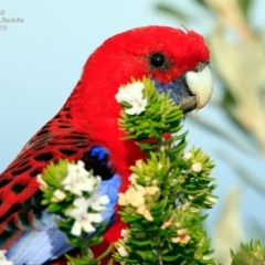 Platycercus elegans (Crimson Rosella) at South Pacific Heathland Reserve - 29 Jul 2015 by Charles Dove