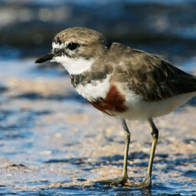 Anarhynchus bicinctus (Double-banded Plover) at South Pacific Heathland Reserve - 30 Jul 2015 by CharlesDove