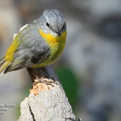 Eopsaltria australis (Eastern Yellow Robin) at Conjola Bushcare - 29 Jul 2017 by CharlesDove