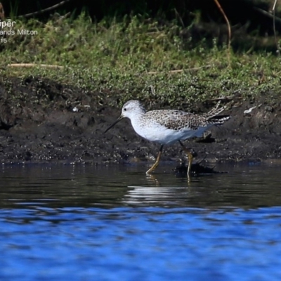 Tringa stagnatilis (Marsh Sandpiper) at Undefined - 29 Jul 2015 by CharlesDove