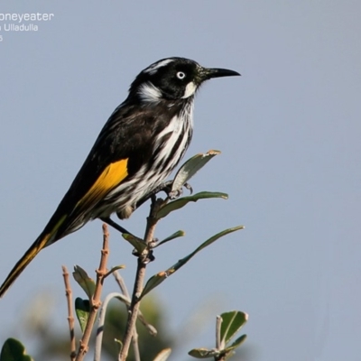 Phylidonyris novaehollandiae (New Holland Honeyeater) at Ulladulla, NSW - 30 Jul 2015 by Charles Dove