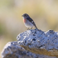 Petroica boodang (Scarlet Robin) at Kioloa, NSW - 28 Jul 2015 by CharlesDove