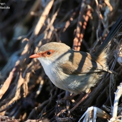 Malurus cyaneus (Superb Fairywren) at South Pacific Heathland Reserve - 30 Jul 2015 by CharlesDove