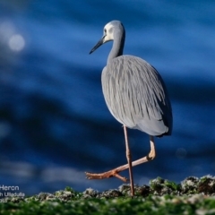 Egretta novaehollandiae (White-faced Heron) at South Pacific Heathland Reserve - 30 Jul 2015 by CharlesDove