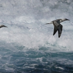 Morus serrator (Australasian Gannet) at Ulladulla, NSW - 24 Apr 2015 by Charles Dove