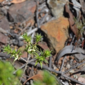 Melichrus urceolatus at Wamboin, NSW - 10 Mar 2018 03:15 PM