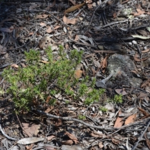 Melichrus urceolatus at Wamboin, NSW - 10 Mar 2018 03:15 PM